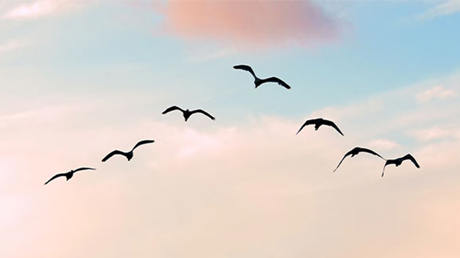 Flock of birds.jpg