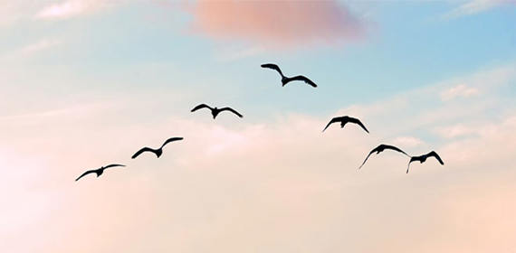 Flock of birds.jpg