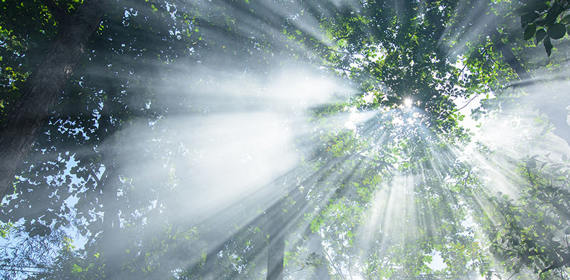Insights header - forest canopy.jpg