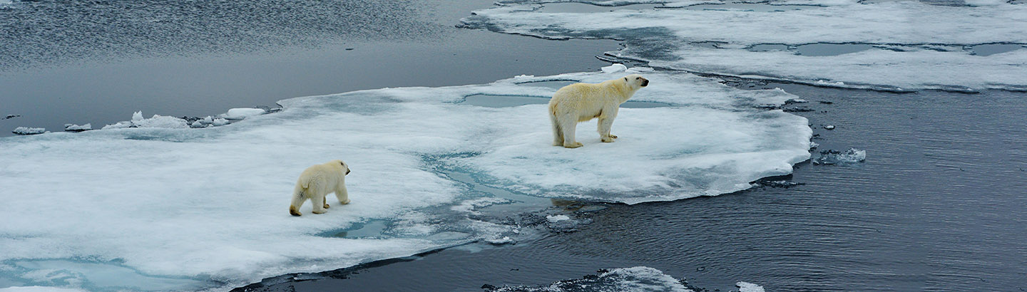 polar bears 1440x410px.jpg
