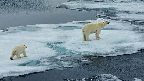polar bears 1440x410px.jpg