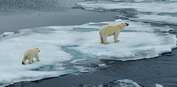 polar bears 1440x410px.jpg