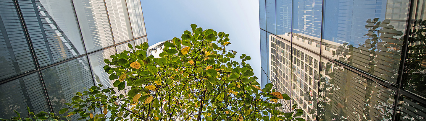 Skyward tree building.jpg
