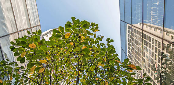 Skyward tree building.jpg