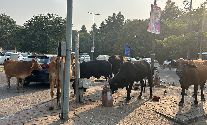 Cows wondering the streets in India