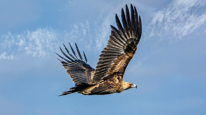 hawks-will-begin-to-circle.jpg